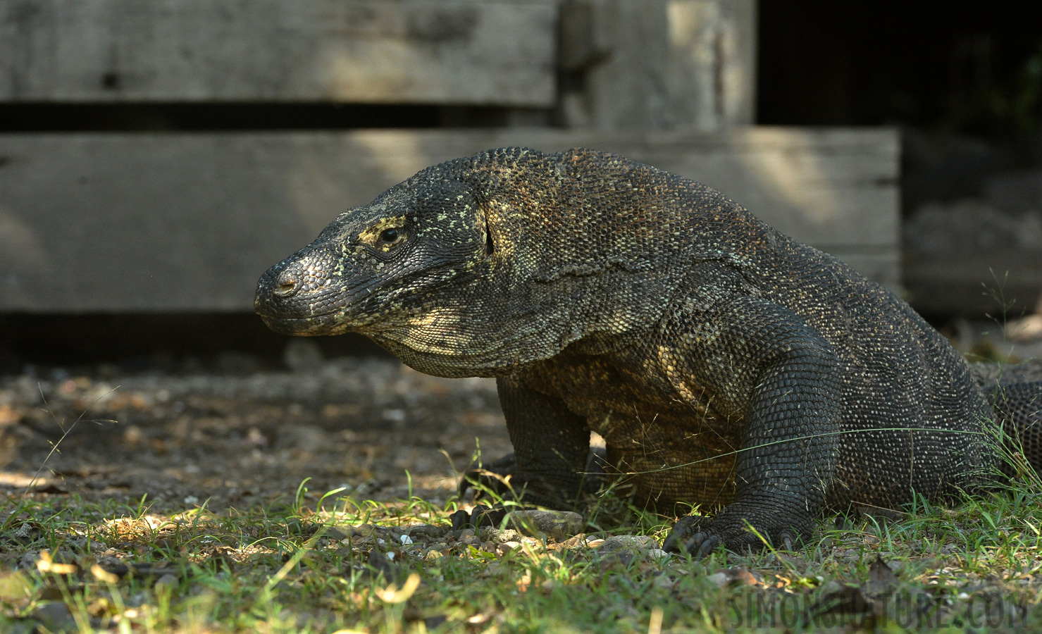 Varanus komodoensis [370 mm, 1/500 Sek. bei f / 8.0, ISO 3200]